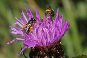 Biodiversität: Furchenbiene auf Blüte