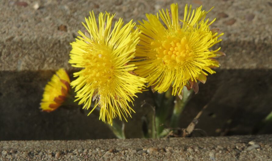 Bienenschutz: Huflattich hilft!
