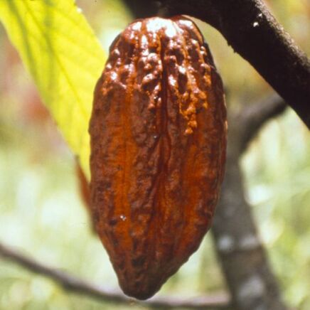Kakaobaum (Theobroma cacao), Frucht