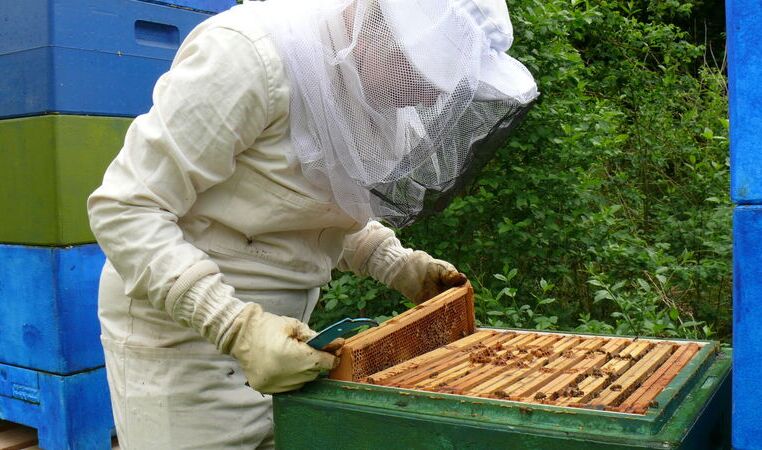 geöffneter Bienenstock; bei dem Phänomen "Colony Collapse Disorder" kehren die Sammelbienen nicht in den Stock zurück; Brut, Jungbienen und Königin sterben infolgedessen (hier: Symbolbild)