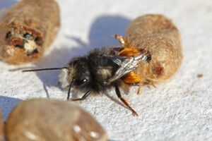 Männchen der Gehörnten Mauerbiene (Osmia cornuta) beim Schlupf