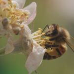 Honigbiene (Apis mellifera) an Blüte