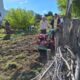 Neuanlage einer Wildblumenwiese im Wildbienenschaugarten Schöneweide, Berlin