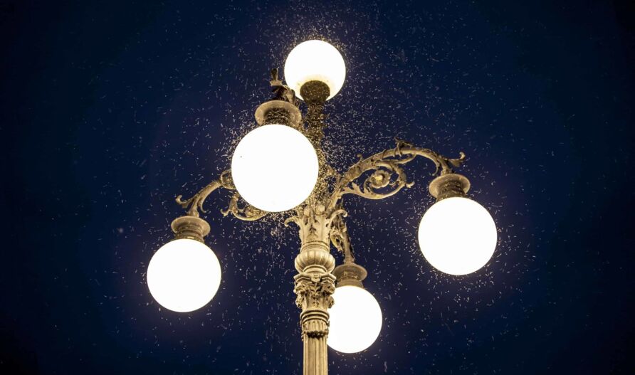 Durch künstliche Lichtquellen verenden zahllose Insekten. © Alessandro Lucca/shutterstock.com