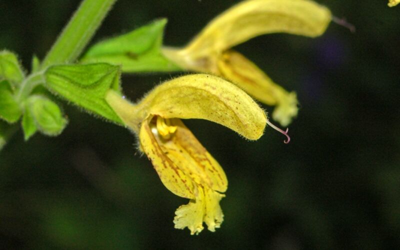 Sie wollen einen Naturgarten anlegen? Pflanzen Sie zum Beispiel Klebrigen Salbei (Salvia glutionosa): späte Blüte für schattige Standorte.