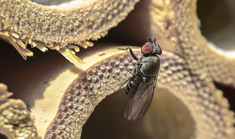 Die Fliege „Cacoxenus indagator“ ist ein Parasit der Roten Mauerbiene (Osmia bicornis)