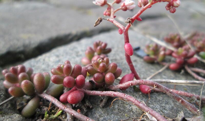 Weißer Mauerpfeffer leistet einen Beitrag zum Bienenschutz!