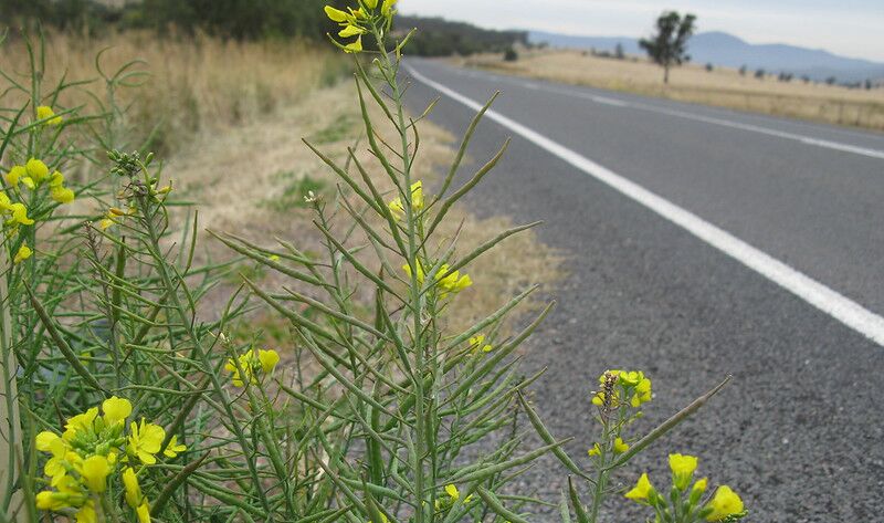 Raps dient dem Bienenschutz