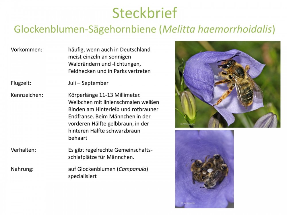 Steckbrief Wildbienenarten, Glockenblumen-Sägehornbiene