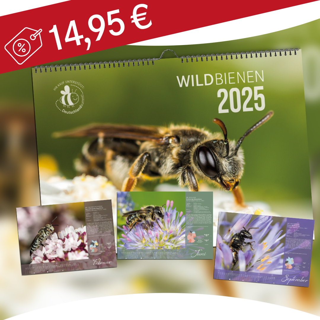 Wildbienenkalender 2025, Vorschaubild